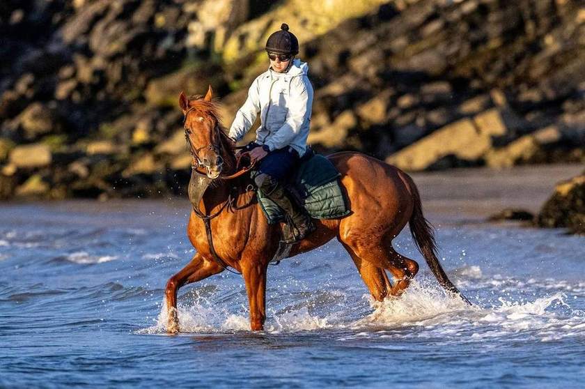 A chestnut racehorse splashing through the surf