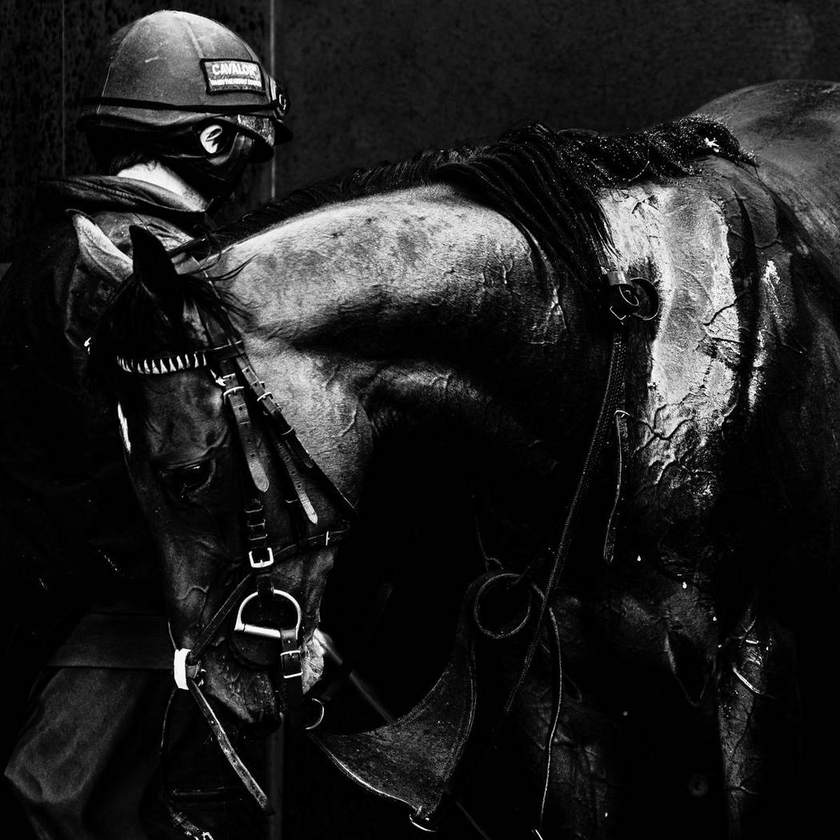 A racehorse being washed down after exercise, in black and white