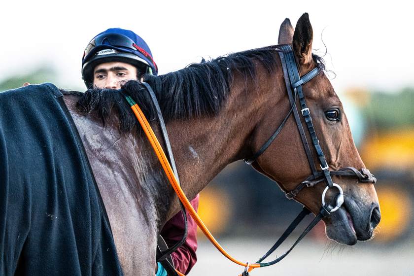A rider peeking over a bay horse’s mane