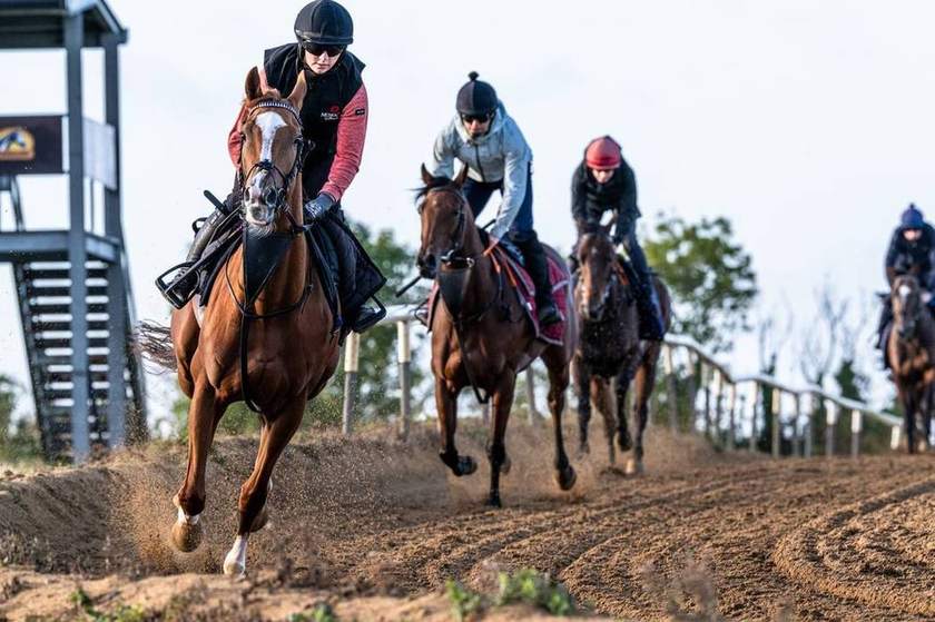 A string of racehorses cantering past the viewing tower