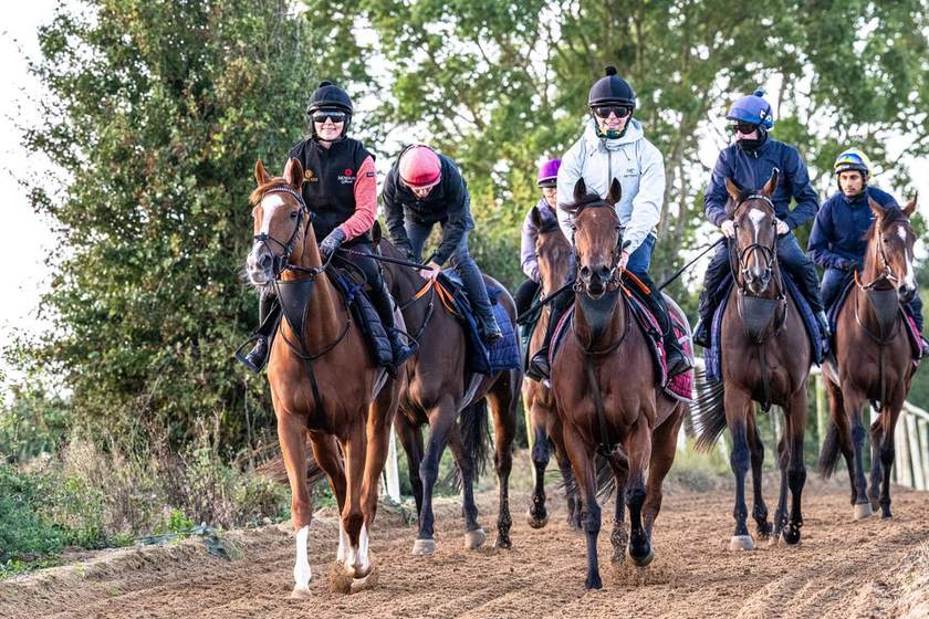 A string of racehorses cantering together on the gallops
