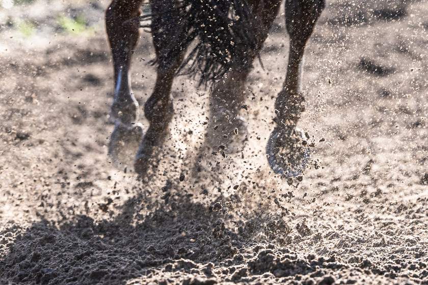 Hooves in the sand