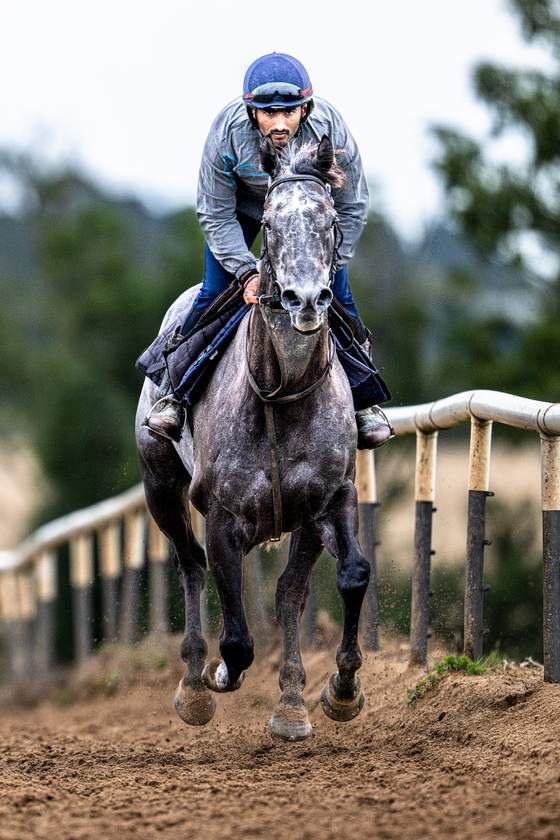 Grey on the all-weather gallop