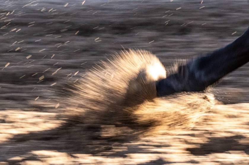 Sand flying underfoot