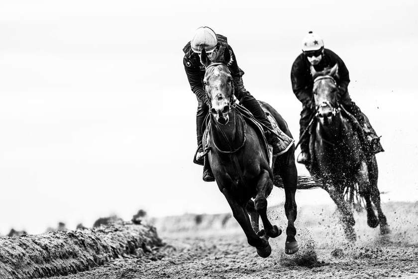 Two racehorses working upsides on the sand gallop, in black and white