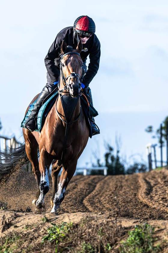 Head-on up the gallop